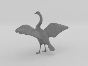 whooper swan cygnus cygnus 3D Model