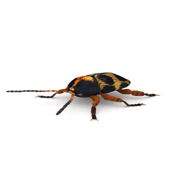 ten-spotted pot beetle 3D 모델 .c4d .max .obj .3ds .fbx .stl .blend 