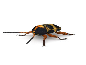 ten-spotted pot beetle 3D Model