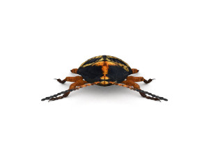 ten-spotted pot beetle 3D 모델