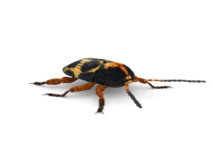 ten-spotted pot beetle 3D 모델