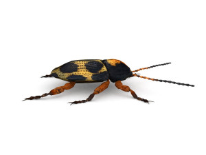 ten-spotted pot beetle 3D 모델