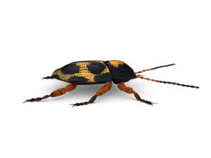 ten-spotted pot beetle 3D Model