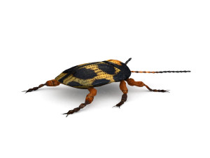 ten-spotted pot beetle 3D 모델