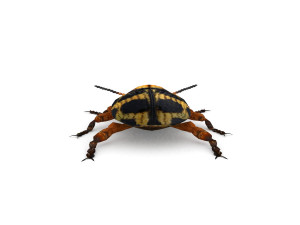 ten-spotted pot beetle 3D 모델