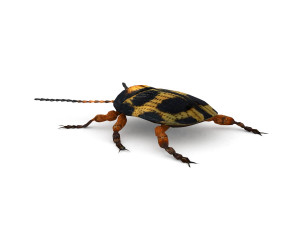 ten-spotted pot beetle 3D 모델