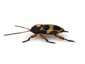 ten-spotted pot beetle 3D 모델