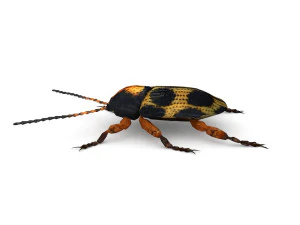 ten-spotted pot beetle 3D Model