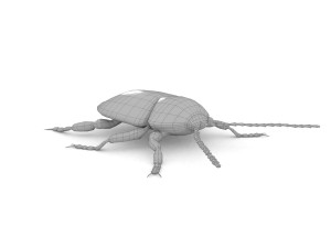 ten-spotted pot beetle 3D 모델