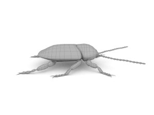ten-spotted pot beetle 3D 모델