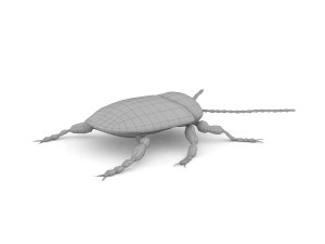 ten-spotted pot beetle 3D 모델