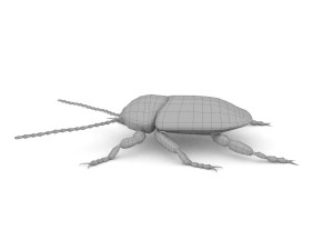 ten-spotted pot beetle 3D 모델