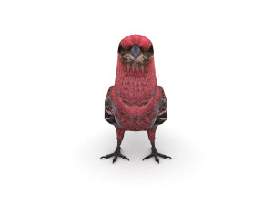 pine grosbeak pinicola enucleator 3D 모델