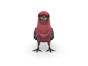 pine grosbeak pinicola enucleator 3D Model