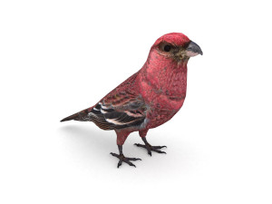 pine grosbeak pinicola enucleator 3D 모델