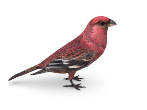 pine grosbeak pinicola enucleator 3D 모델