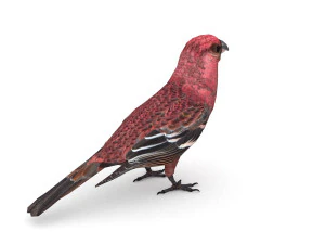 pine grosbeak pinicola enucleator 3D Model