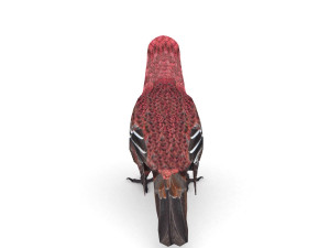 pine grosbeak pinicola enucleator 3D 모델