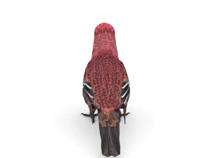 pine grosbeak pinicola enucleator 3D Model