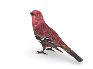 pine grosbeak pinicola enucleator 3D Model