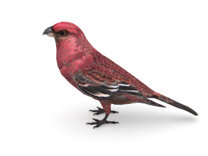 pine grosbeak pinicola enucleator 3D 모델