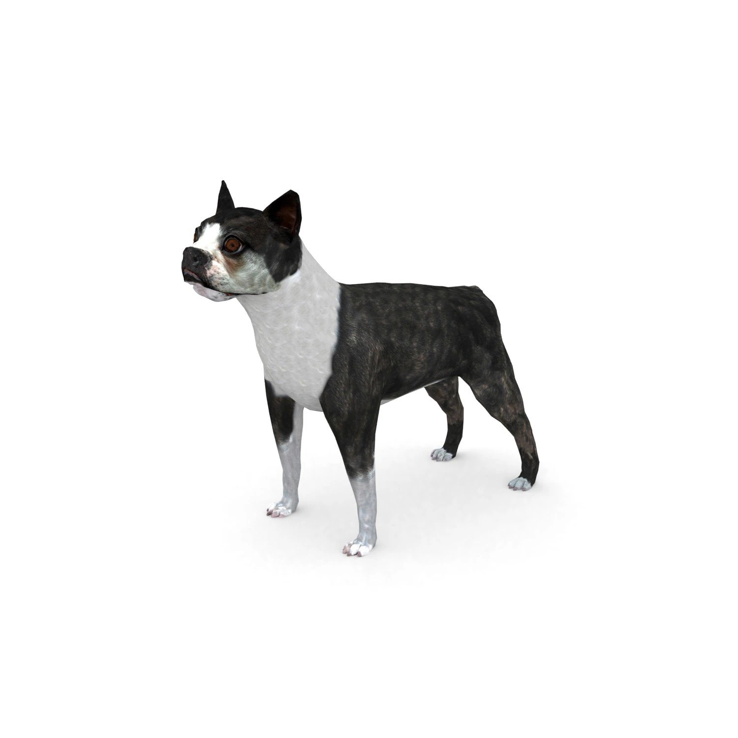 boston terrier 3D Model .c4d .max .obj .3ds .fbx .stl .blend 