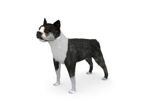 boston terrier 3D Model