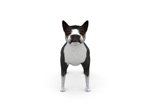boston terrier 3D Model