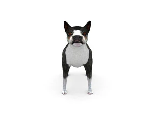 boston terrier 3D Model