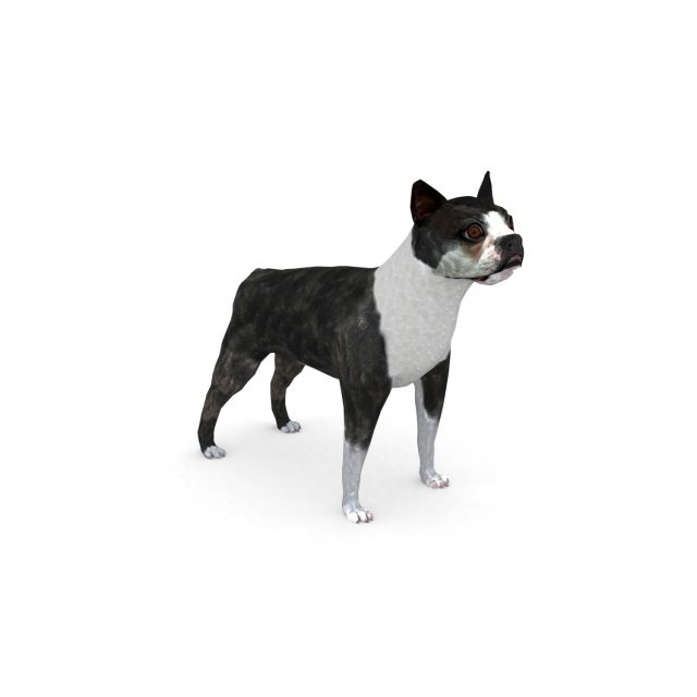 boston terrier 3D Model in Dog 3DExport