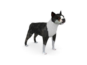 boston terrier 3D Model