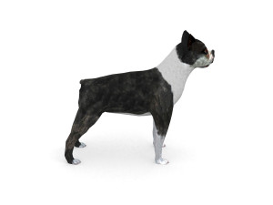 boston terrier 3D Model