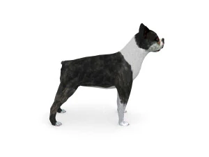 boston terrier 3D Model