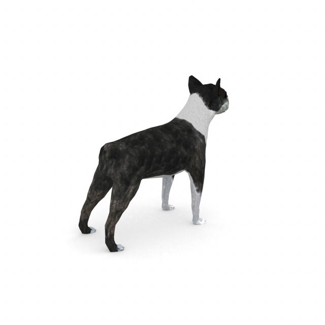 boston terrier 3D Model in Dog 3DExport