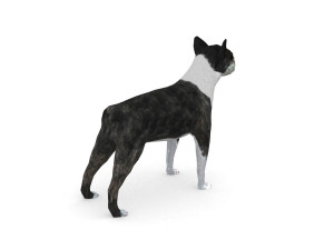 boston terrier 3D Model