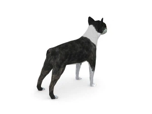 boston terrier 3D Model