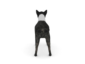boston terrier 3D Model