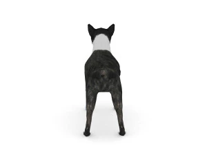 boston terrier 3D Model