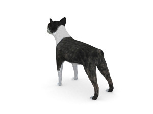 boston terrier 3D Model