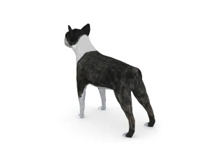 boston terrier 3D Model