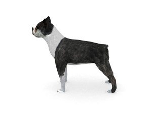 boston terrier 3D Model