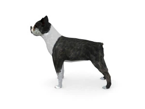 boston terrier 3D Model