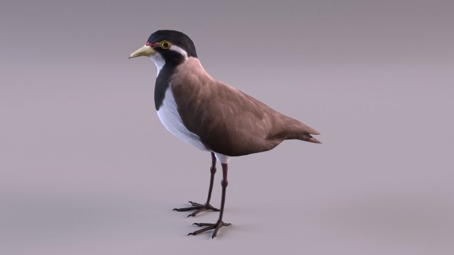 banded lapwing vanellus tricolor Model 3D .c4d .max .obj .3ds .fbx .stl .blend 