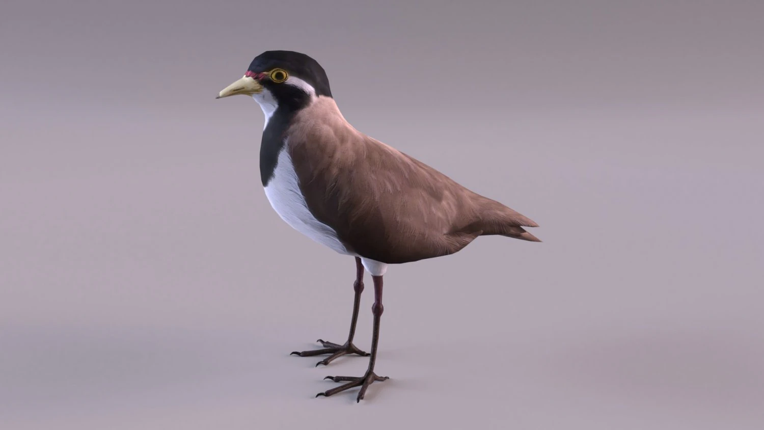 banded lapwing vanellus tricolor 3D Model .c4d .max .obj .3ds .fbx .stl .blend 