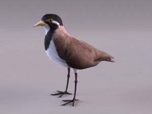 banded lapwing vanellus tricolor Model 3D