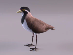 banded lapwing vanellus tricolor 3D Model