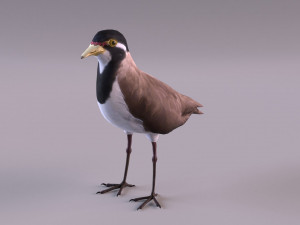 banded lapwing vanellus tricolor Model 3D
