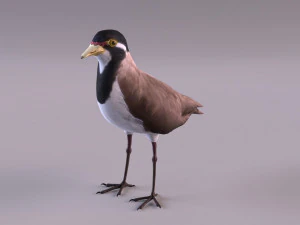 banded lapwing vanellus tricolor 3D Model