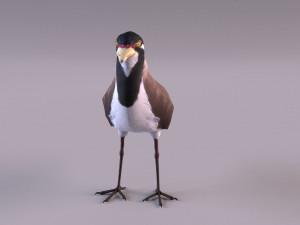 banded lapwing vanellus tricolor Model 3D