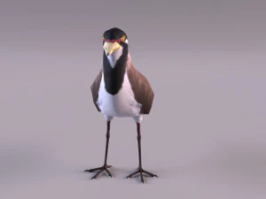 banded lapwing vanellus tricolor 3D Model